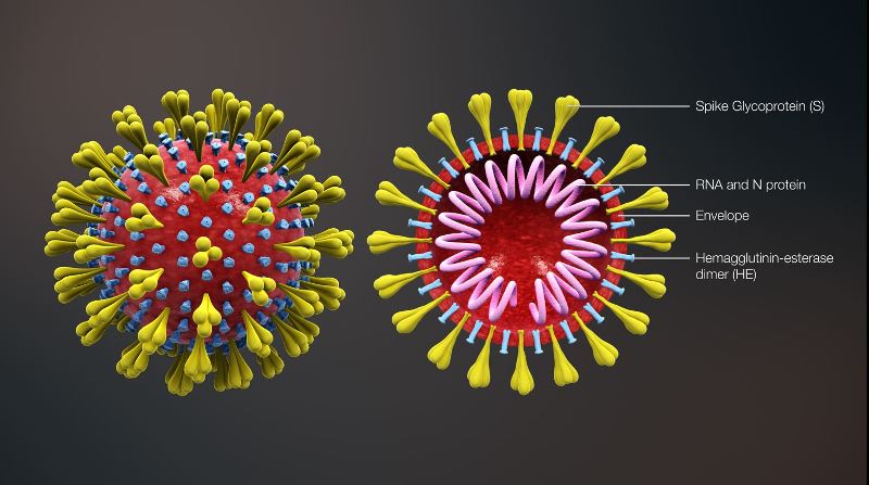 teckning av klotformat virus med utskott, samt samma virus i genomskärning
