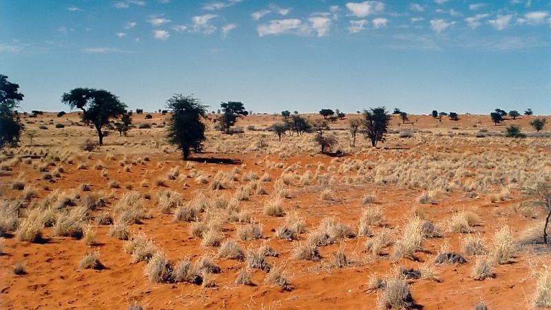 Bild från Kalahariöknen, foto Elmar Thiel