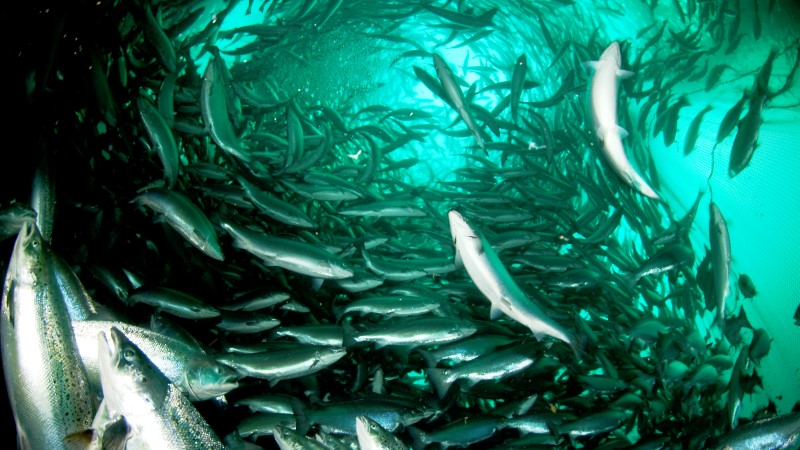 Undervattensbild på fiskar. Foto:Erling Svensen
