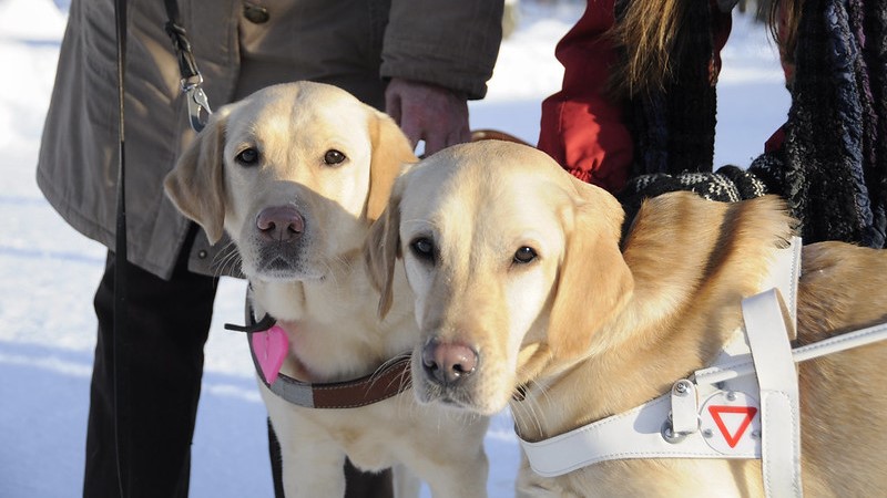 Ledarhundarna Eevi och Sepi från Borgå i Finland i vinterlandskap, två gula labradorer i varsin sele. Bakom skymtar deras människor.