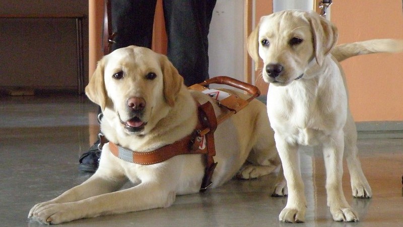 En ledarhund med sele ligger ner. Till höger står en hundvalp. Båda är ljusa labradorer.