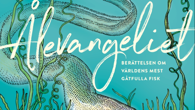 Tecknat omslag boken Åvangeliet, turkosblå bakgrund, sjögräs och en slingrande grå ål