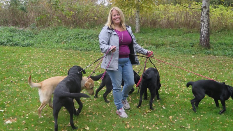 På bilden ser vi Jenny Lindgren omgiven av labradorer i olika stadier av sin utbildning.