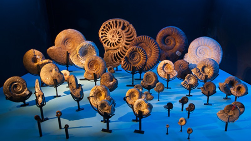 Fosil av  ammoniter, ett slags bläckfisk. Deras skal varierade mycket i form.